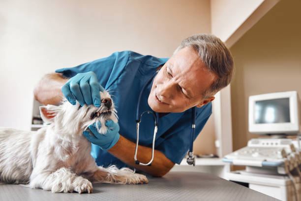 Best Emergency Broken Tooth Repair in Goodman, MS